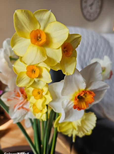  - Narcise 2017 2023 24