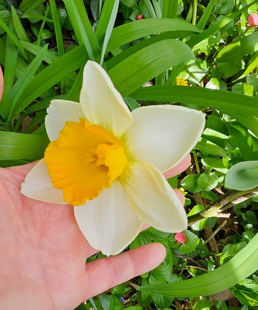  - Narcise 2017 2023 24