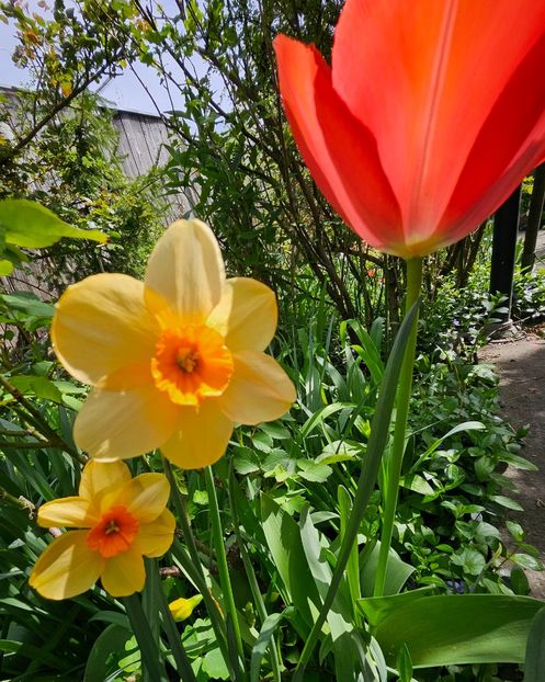  - Narcise 2017 2023 24