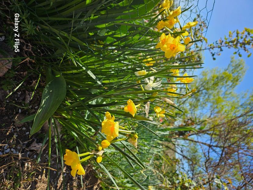  - Narcise 2017 2023 24