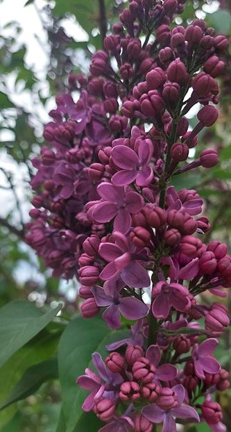 Nr 2 - Liliac Syringa colectie