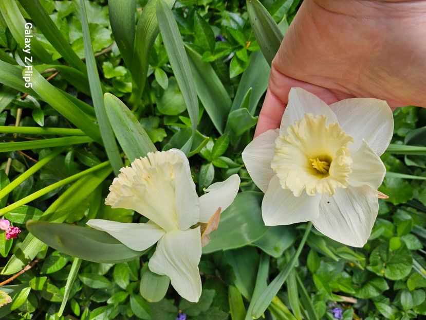  - Narcise 2018 24 25