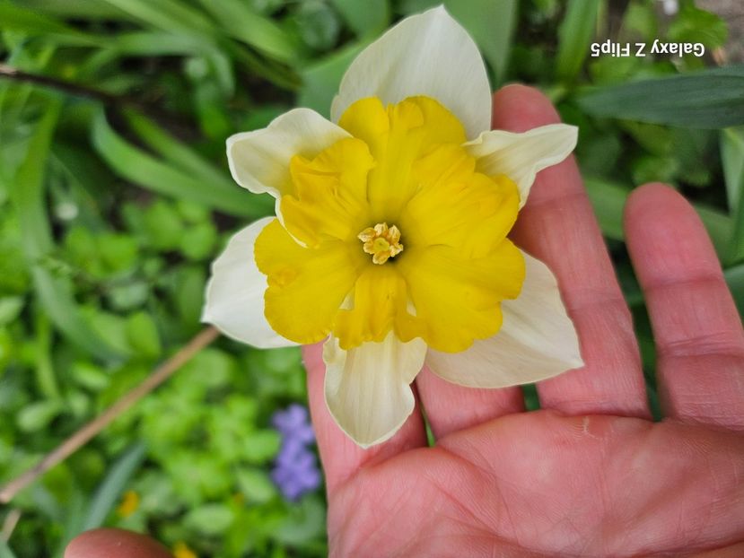  - Narcise 2018 24 25