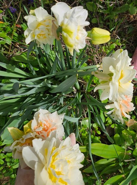  - Narcise 2018 24 25