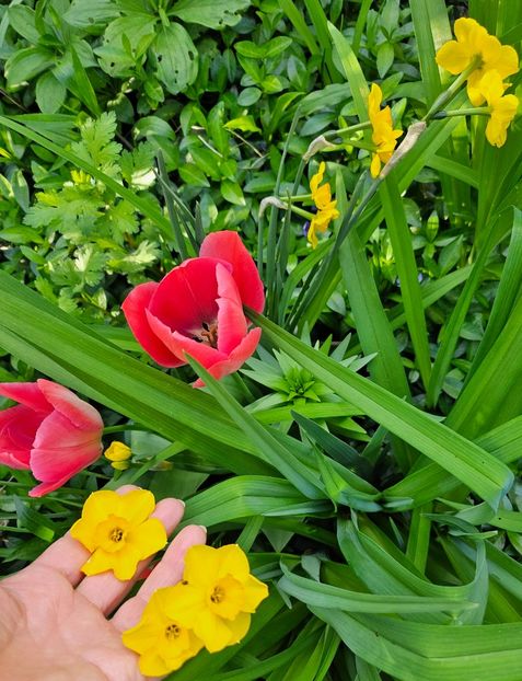  - Narcise 2018 24 25