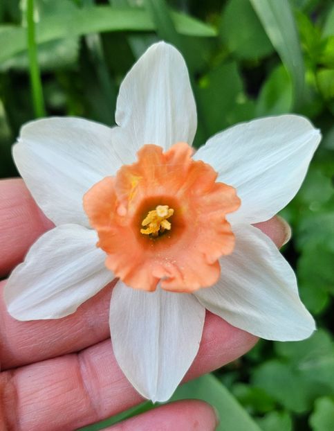  - Narcise 2018 24 25