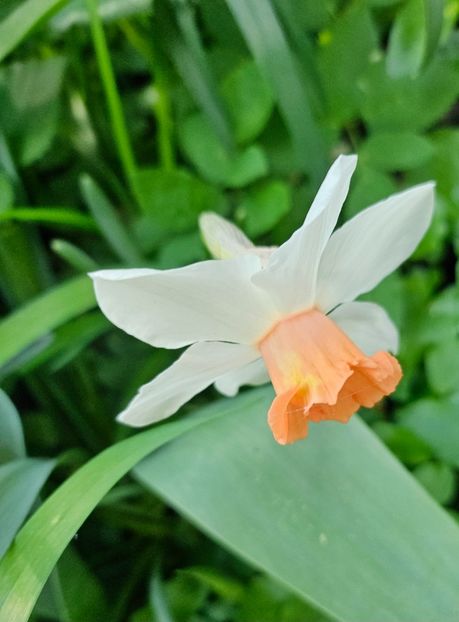  - Narcise 2018 24 25