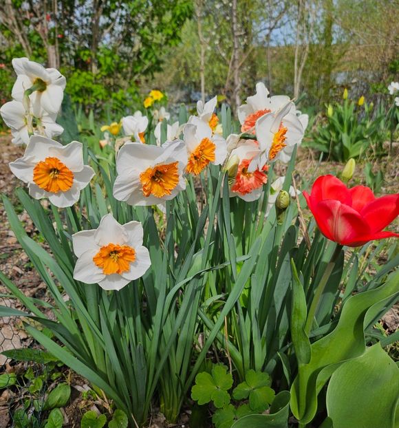  - Narcise 2018 24 25