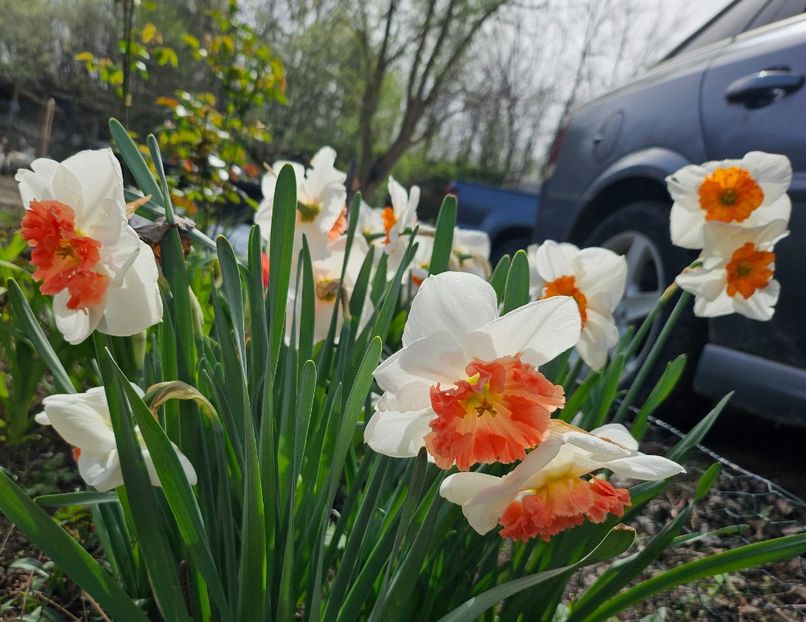  - Narcise 2018 24 25