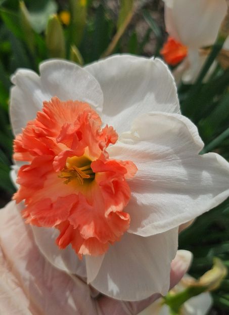 Shrike? - Narcise 2018 24 25