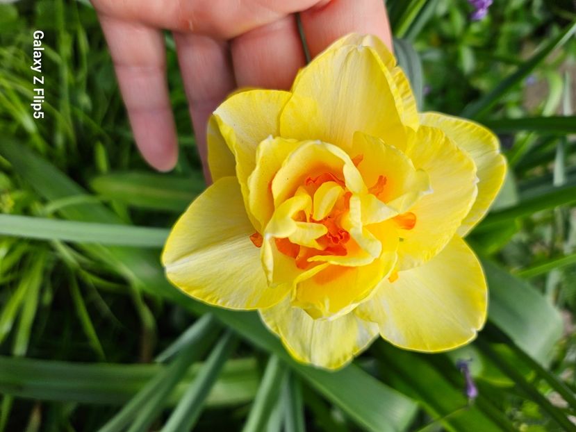  - Narcise 2018 24 25