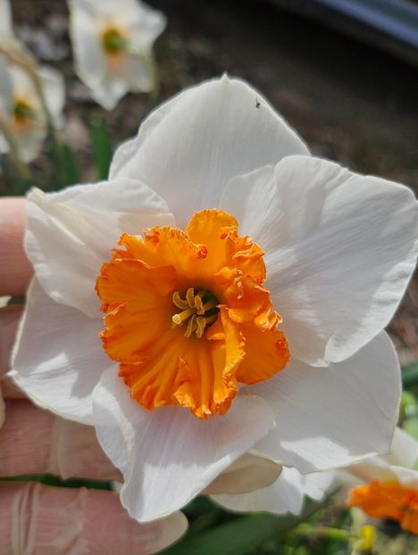  - Narcise 2018 24 25