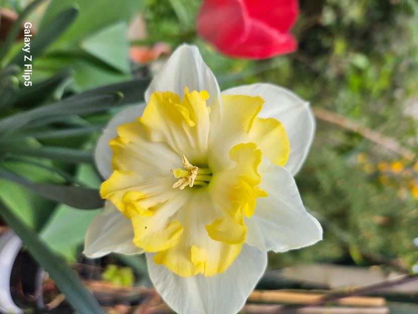  - Narcise 2018 24 25