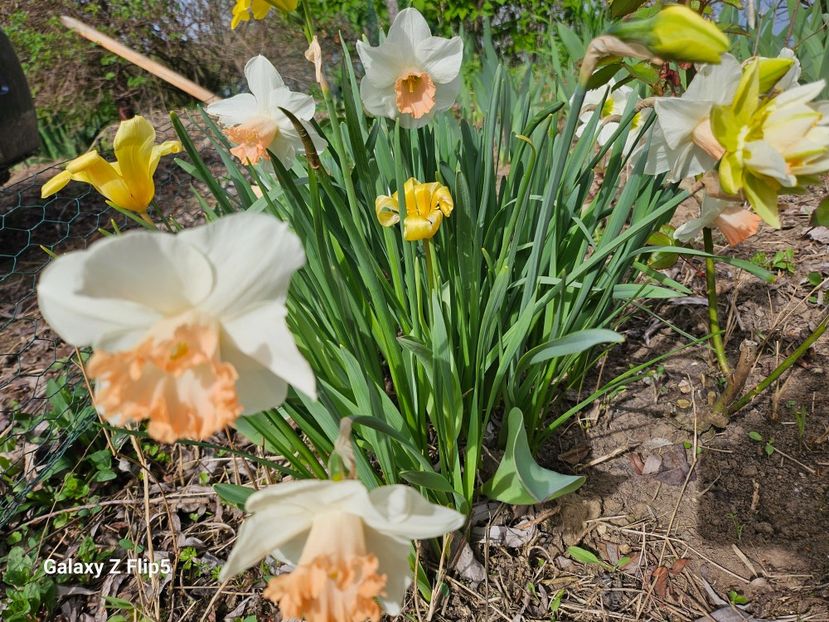  - Narcise 2018 24 25