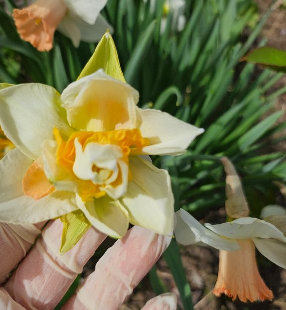  - Narcise 2018 24 25