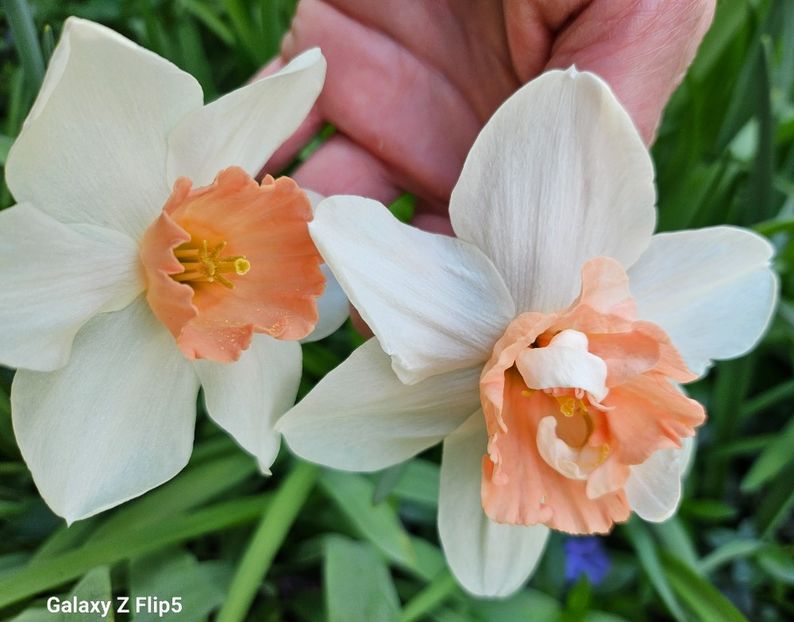  - Narcise 2018 24 25