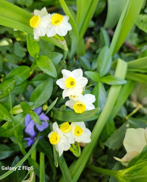  - Narcise 2018 24 25