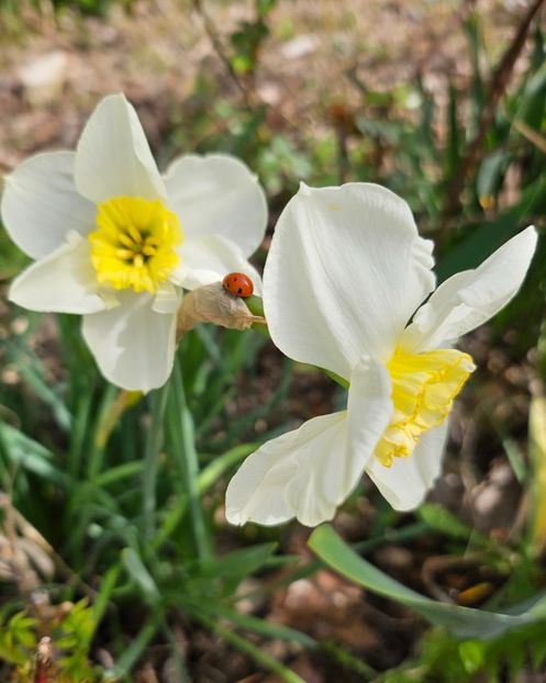  - Narcise 2018 24 25