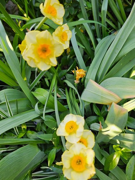  - Narcise 2018 24 25