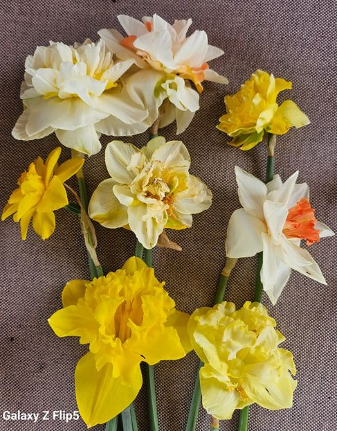  - Narcise 2018 24 25