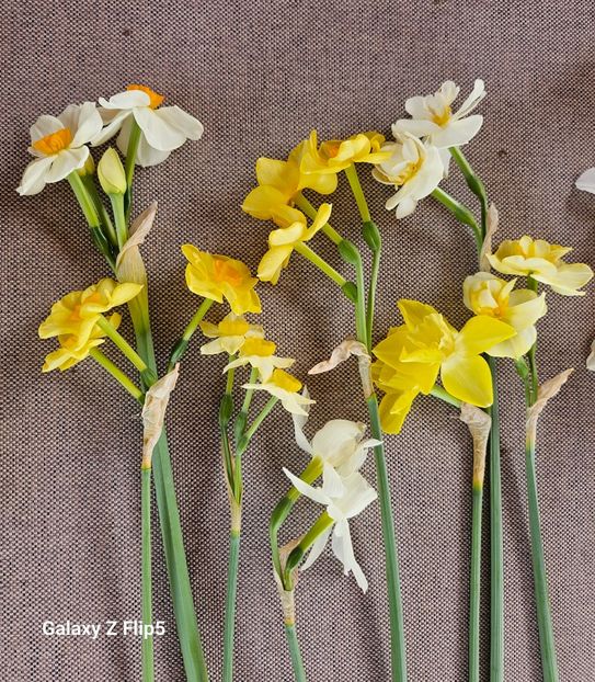  - Narcise 2018 24 25