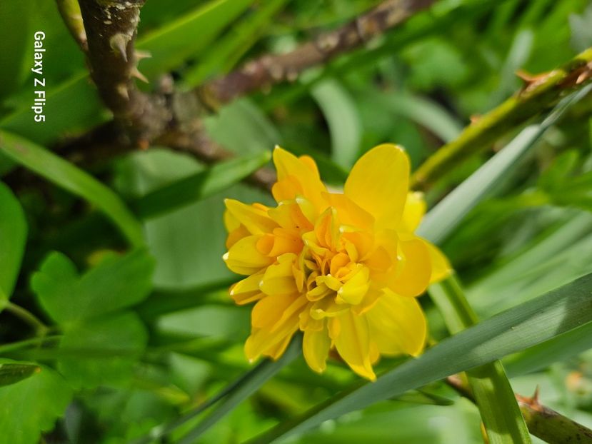  - Narcise 2018 24 25