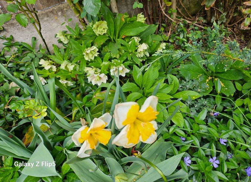  - Narcise 2018 24 25