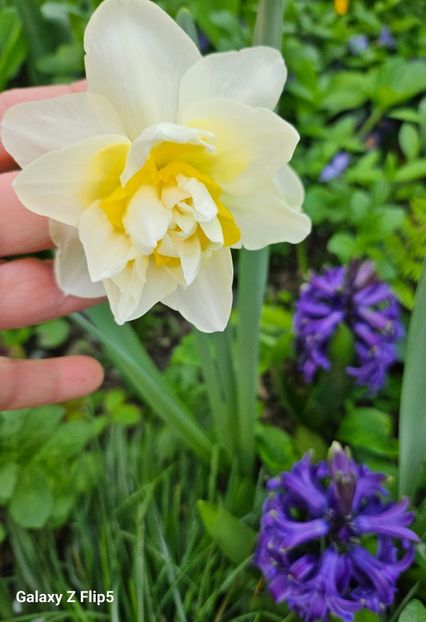  - Narcise 2018 24 25