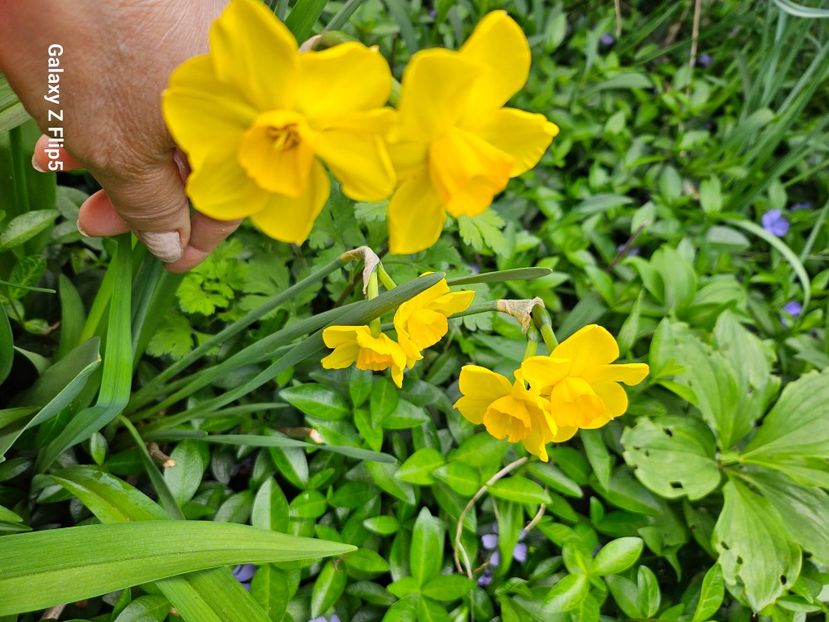  - Narcise 2018 24 25