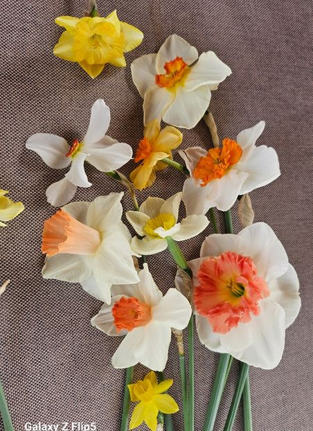  - Narcise 2018 24 25