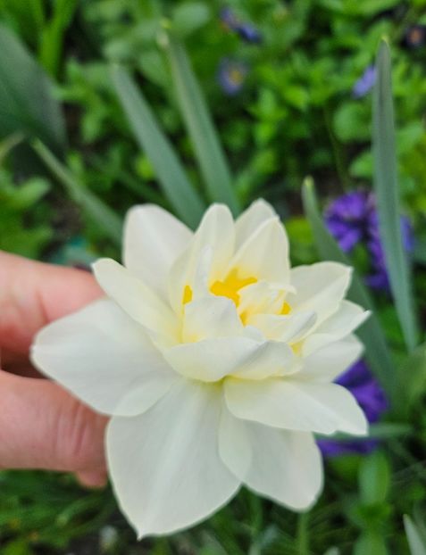  - Narcise 2018 24 25