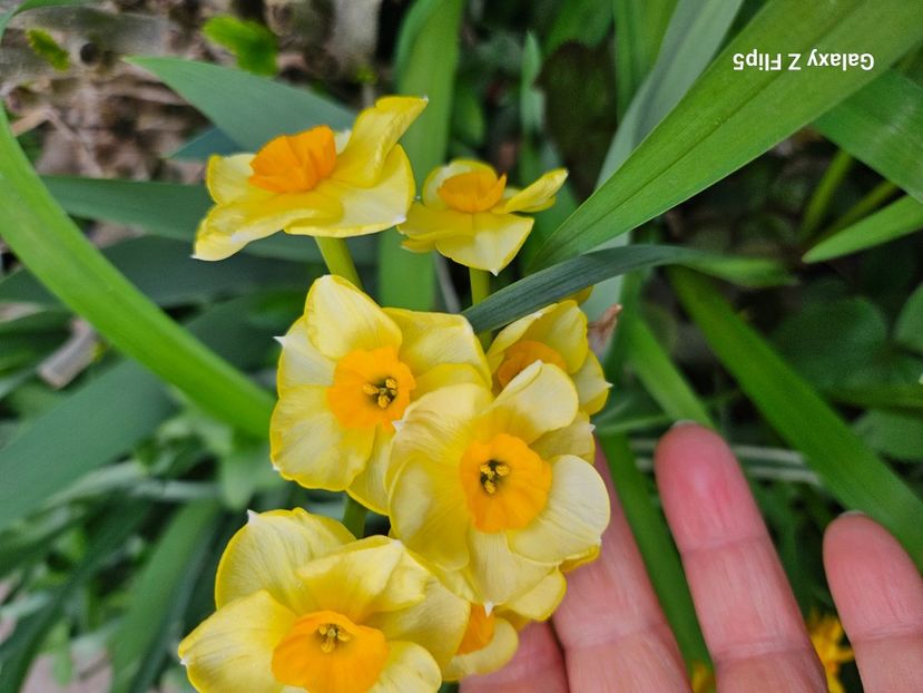  - Narcise 2018 24 25