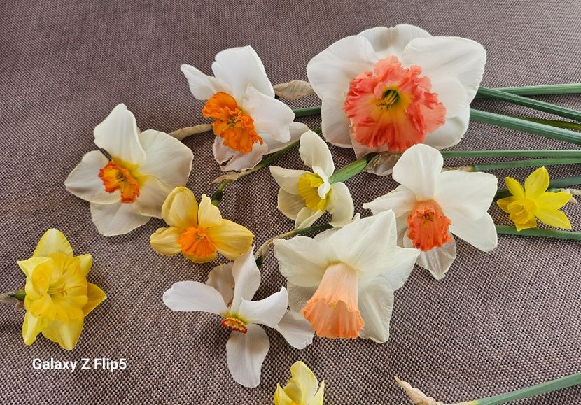  - Narcise 2018 24 25