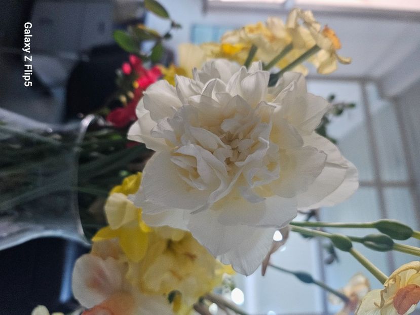  - Narcise 2018 24 25