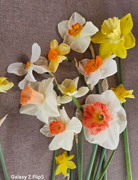  - Narcise 2018 24 25