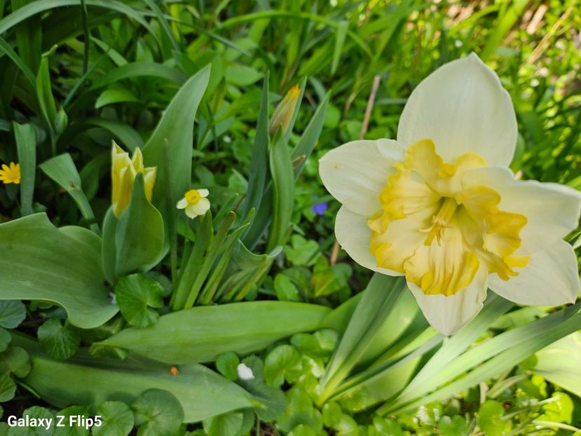  - Narcise 2018 24 25