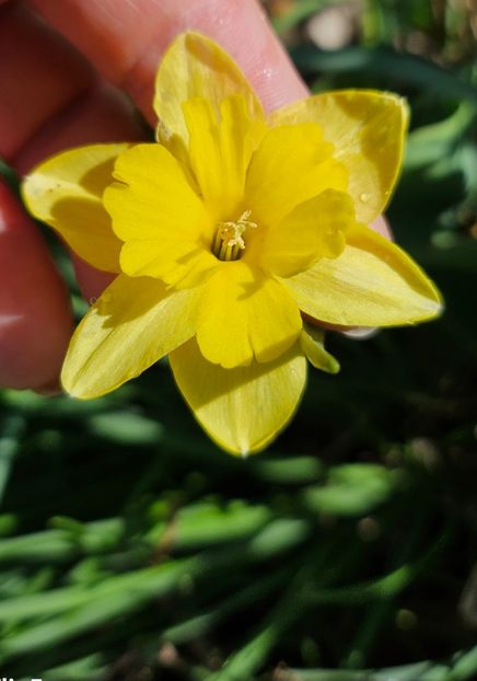  - Narcise 2018 24 25