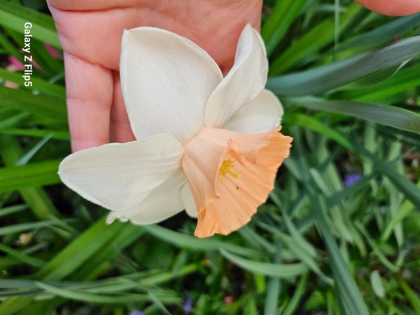  - Narcise 2018 24 25