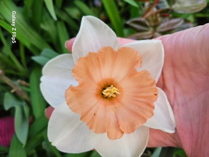  - Narcise 2018 24 25