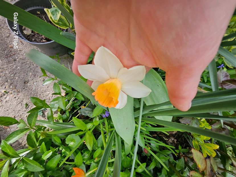  - Narcise 2018 24 25