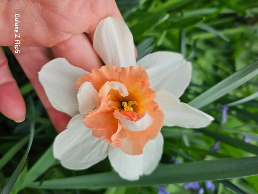  - Narcise 2018 24 25