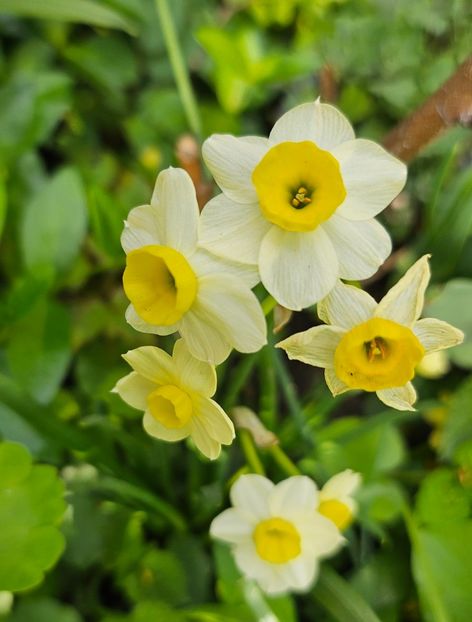  - Narcise 2018 24 25