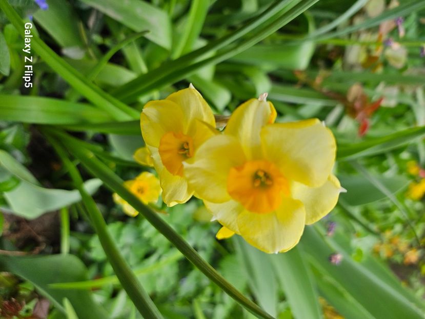  - Narcise 2018 24 25