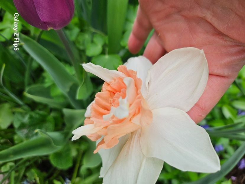  - Narcise 2018 24 25