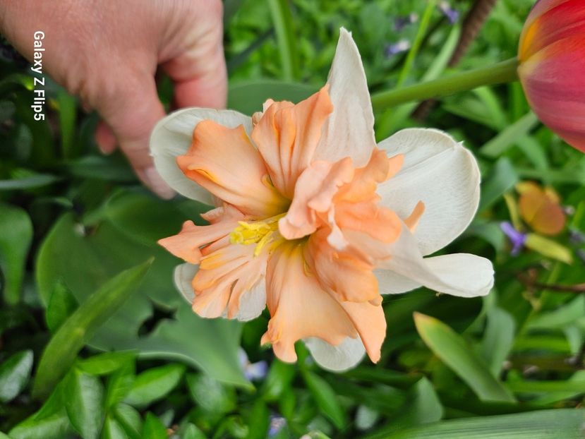  - Narcise 2018 24 25