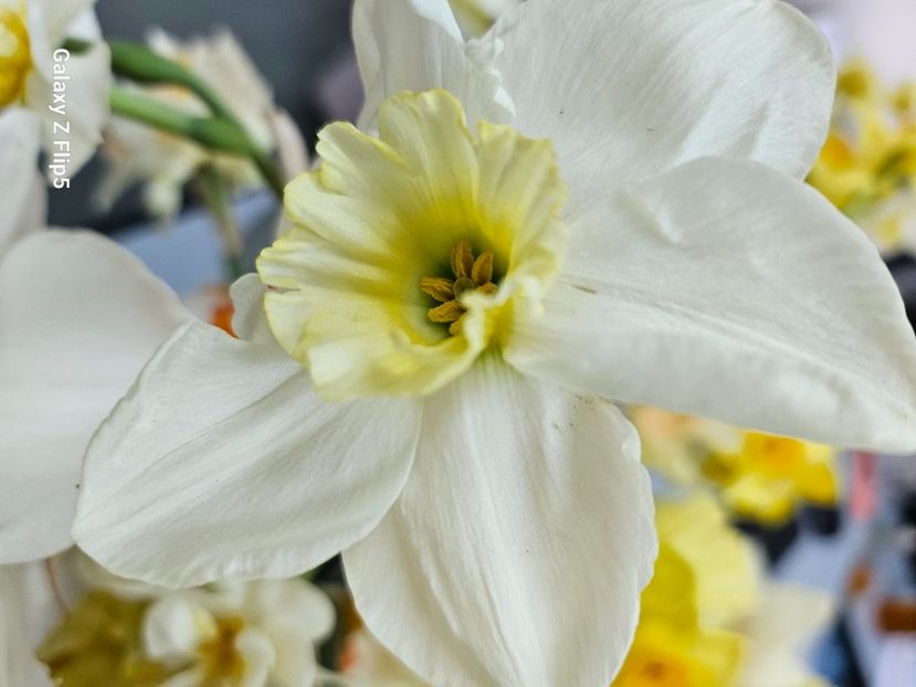  - Narcise 2018 24 25