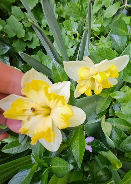  - Narcise 2018 24 25