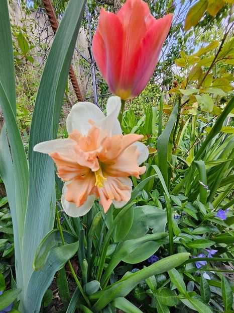  - Narcise 2018 24 25