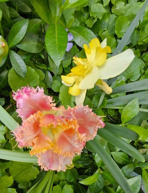  - Narcise 2018 24 25