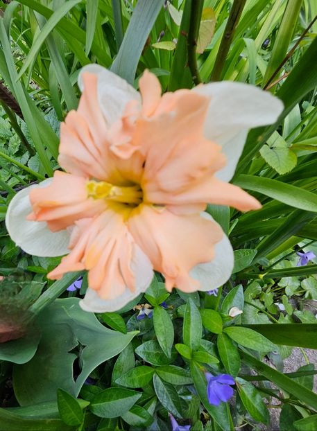  - Narcise 2018 24 25